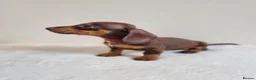Miniature Dachshund dogs for sale: Beautiful Miniature Dachshund Puppies  - Advert 5