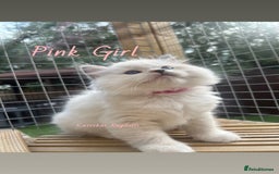 Ragdoll cats for sale: **5 stunning TICA ragdoll kittens available** - Image 3