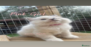 Ragdoll cats - Advert 3