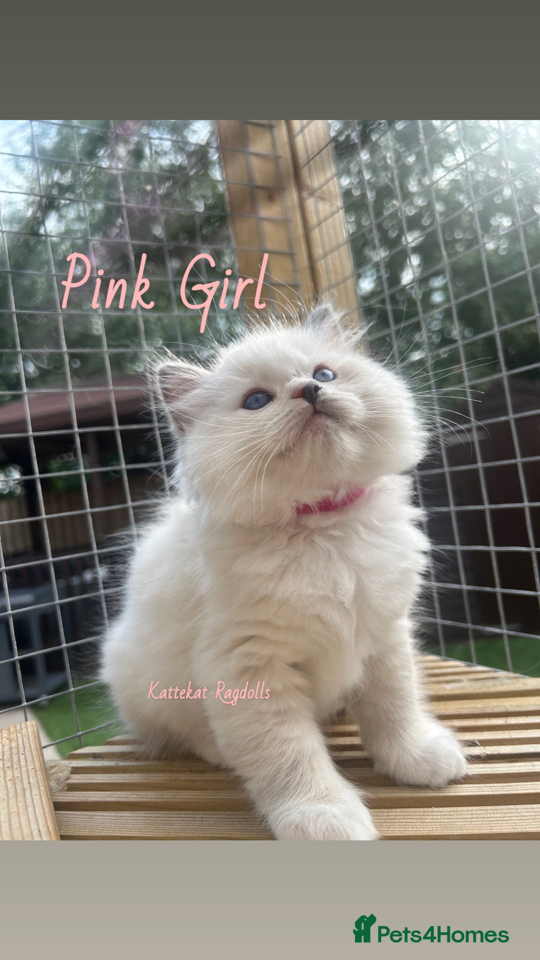 Ragdoll cats for sale: **5 stunning TICA ragdoll kittens available** - Image 3