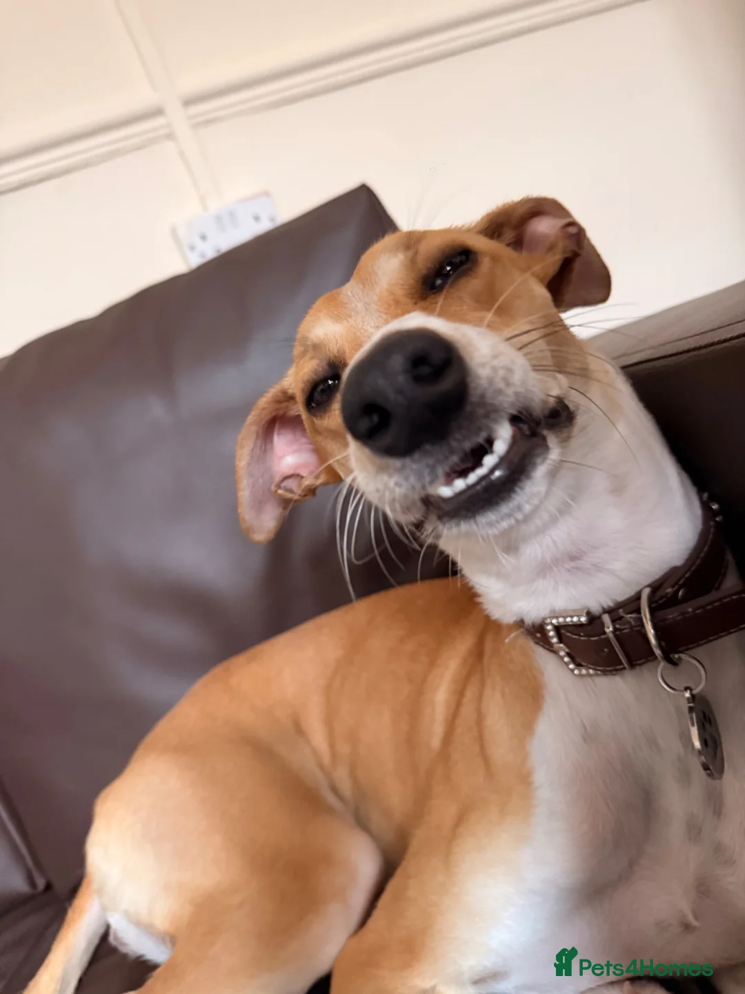 Lurcher dogs for sale: Female Lurcher - Advert 2
