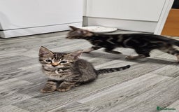Russian Blue cats for sale: Mix Russian Blue and Maine Coon  - Image 10
