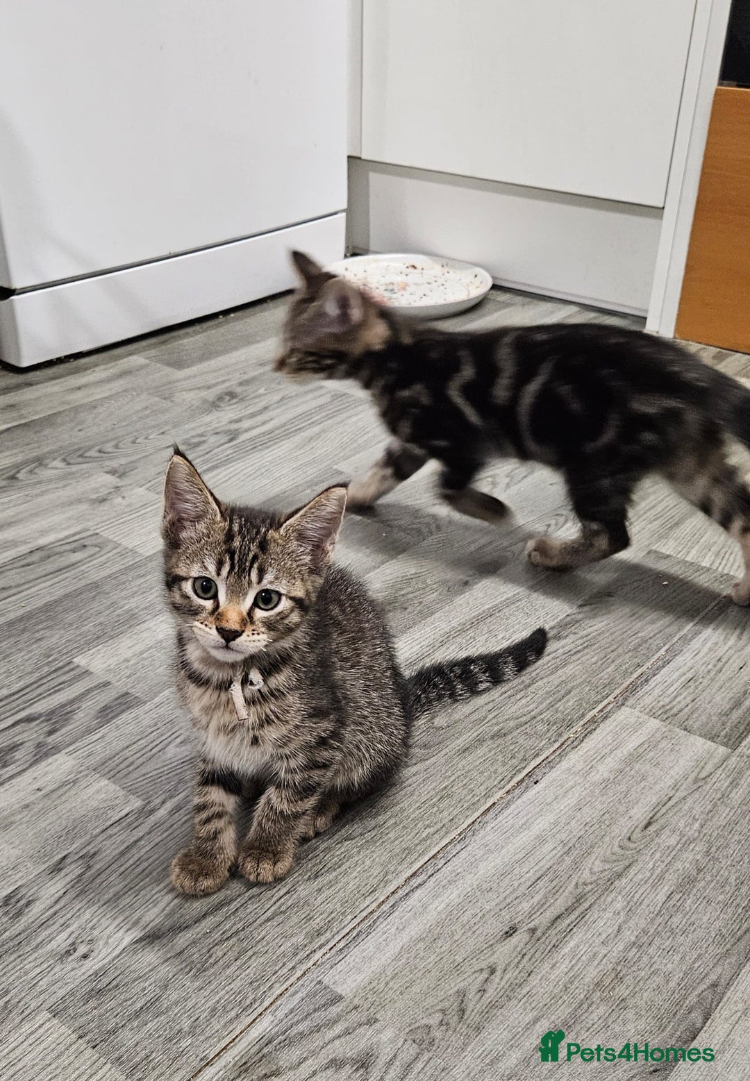Russian Blue cats for sale: Mix Russian Blue and Maine Coon  - Image 10