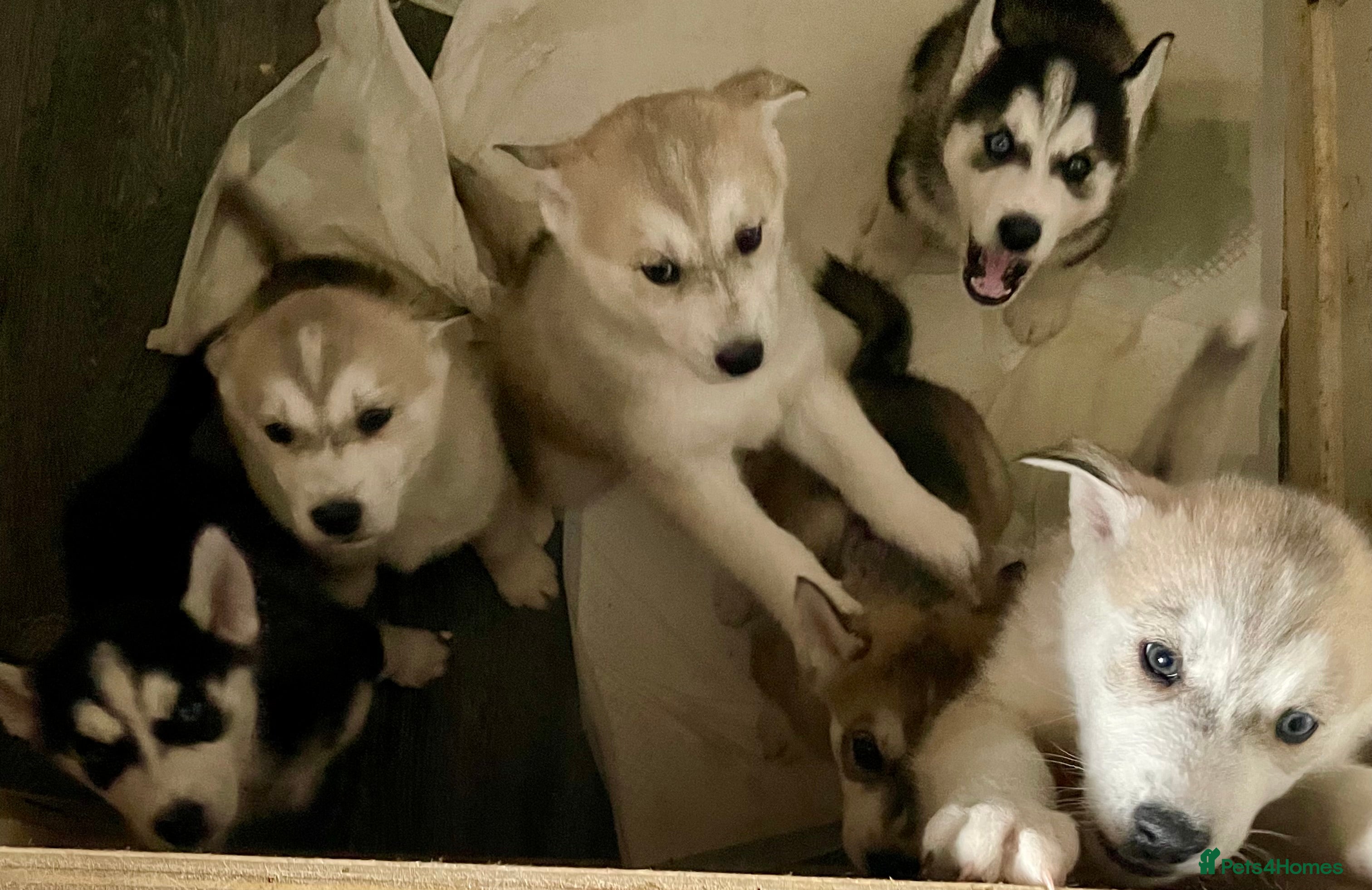 Siberian Husky dogs Husky Siberian pups beautiful chunky 🐾 - Advert 2