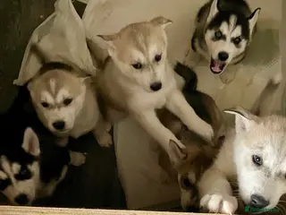 Siberian Husky dogs Husky Siberian pups beautiful chunky 🐾 - Advert 2