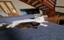 Mixed Breed cats for sale: Rare Norwegian Forest ×Ragdoll Kitten - Image 6