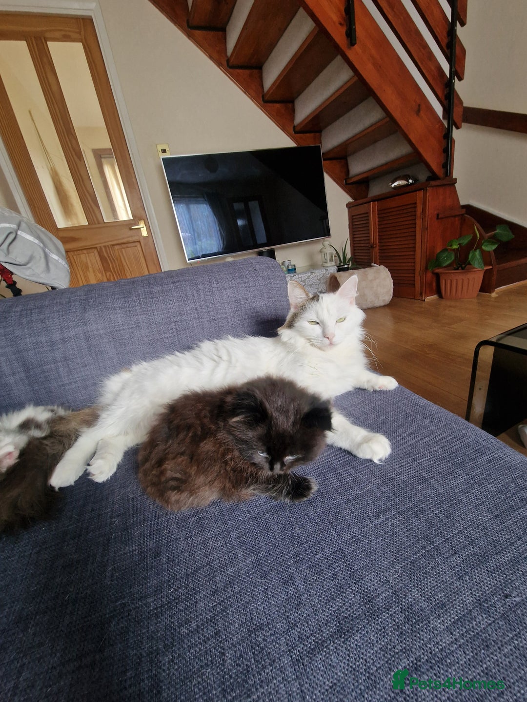 Mixed Breed cats for sale: Rare Norwegian Forest ×Ragdoll Kitten - Image 6