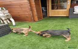 Border Terrier dogs for sale: 2 boys KC Border Terrier Pups SLEM CLEAR  - Image 7