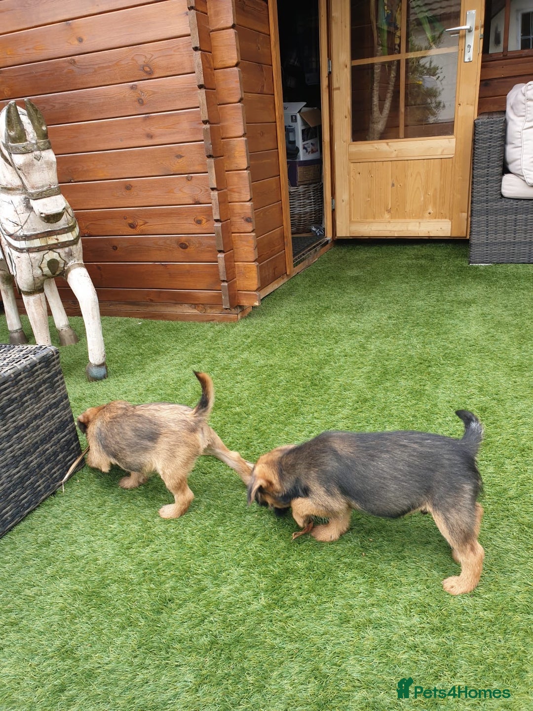Border Terrier dogs for sale: 2 boys KC Border Terrier Pups SLEM CLEAR  - Image 7