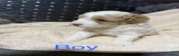Shihpoo dogs for sale: Beautiful Shihpoo puppies - Advert 5
