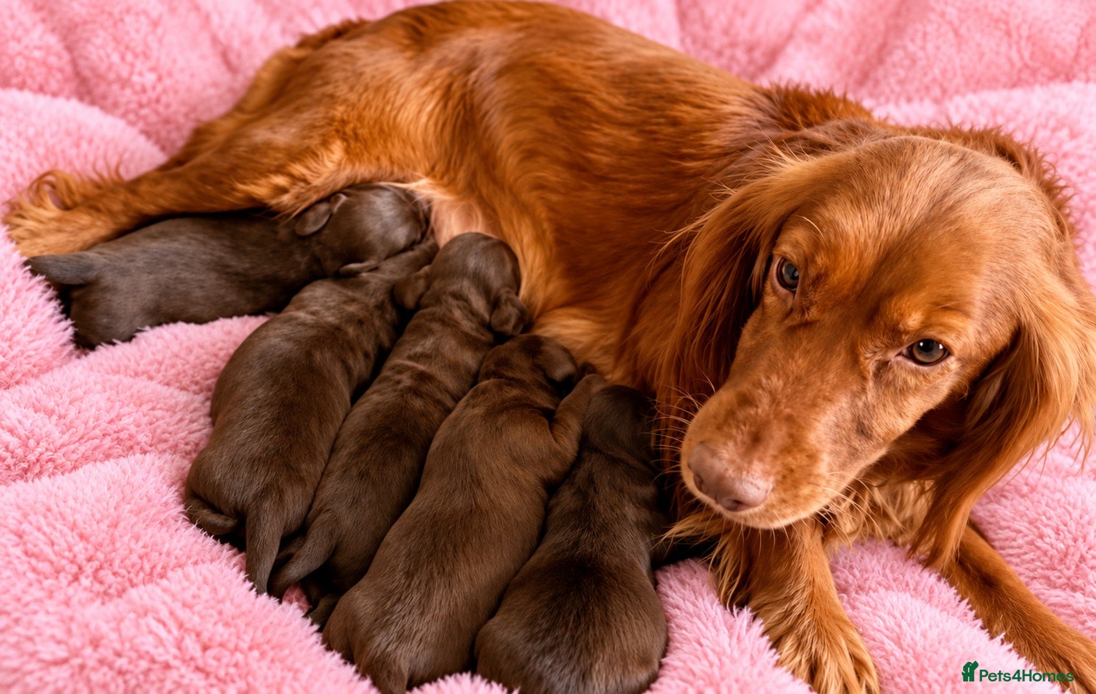 Cocker Spaniel dogs Chocolate cocker spaniel pups  - Advert 2