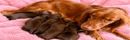Cocker Spaniel dogs for sale: Chocolate cocker spaniel pups  - Advert 6