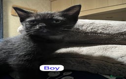 Ragdoll cats for sale: URGENT Ragdoll kittens x4 ready this week - Image 5