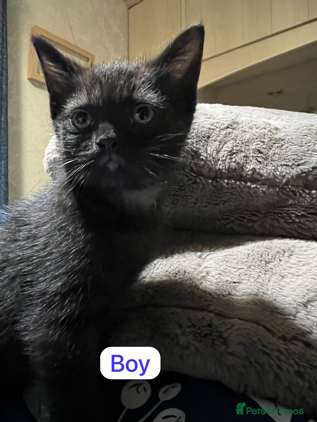 Ragdoll cats for sale: URGENT Ragdoll kittens x4 ready this week - Image 5