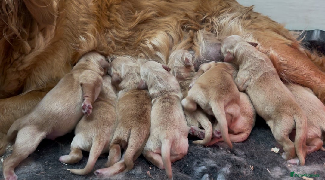 Golden Retriever dogs for sale: Golden Retriever Puppies Health Tested parents  - Image 2