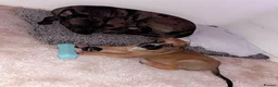 Mixed Breed dogs for stud: Belgian malinios x American bully for stud - Advert 4