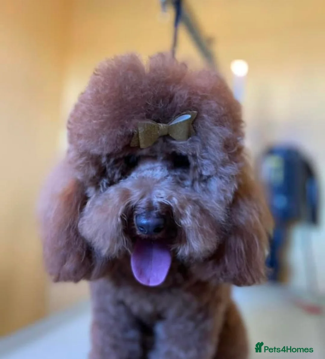 Cockapoo dogs for sale: Beautiful Cockapoo puppies in Barnsley - Advert 20