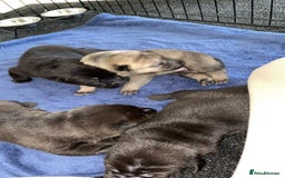 Mixed Breed dogs for sale: ⭐️Stunning Shar pei pups⭐️ - Image 2