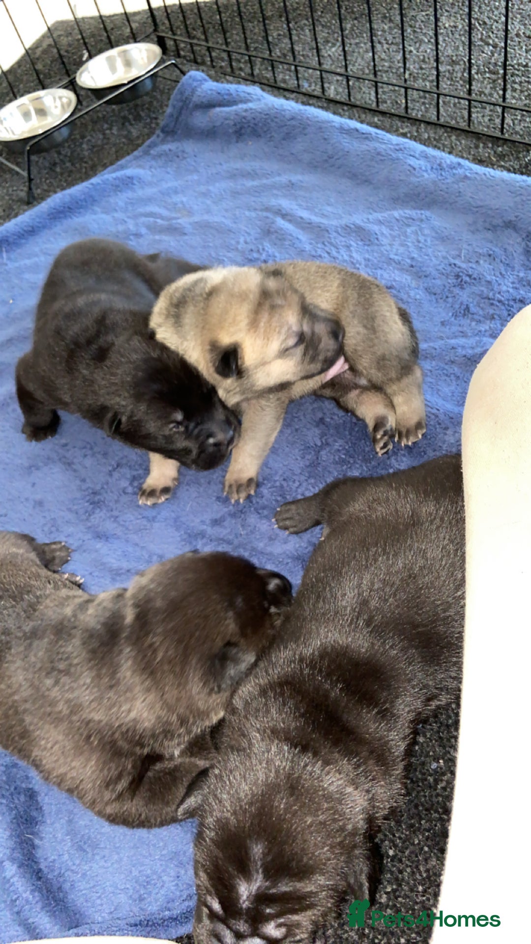 Mixed Breed dogs for sale: ⭐️Stunning Shar pei pups⭐️ - Image 2