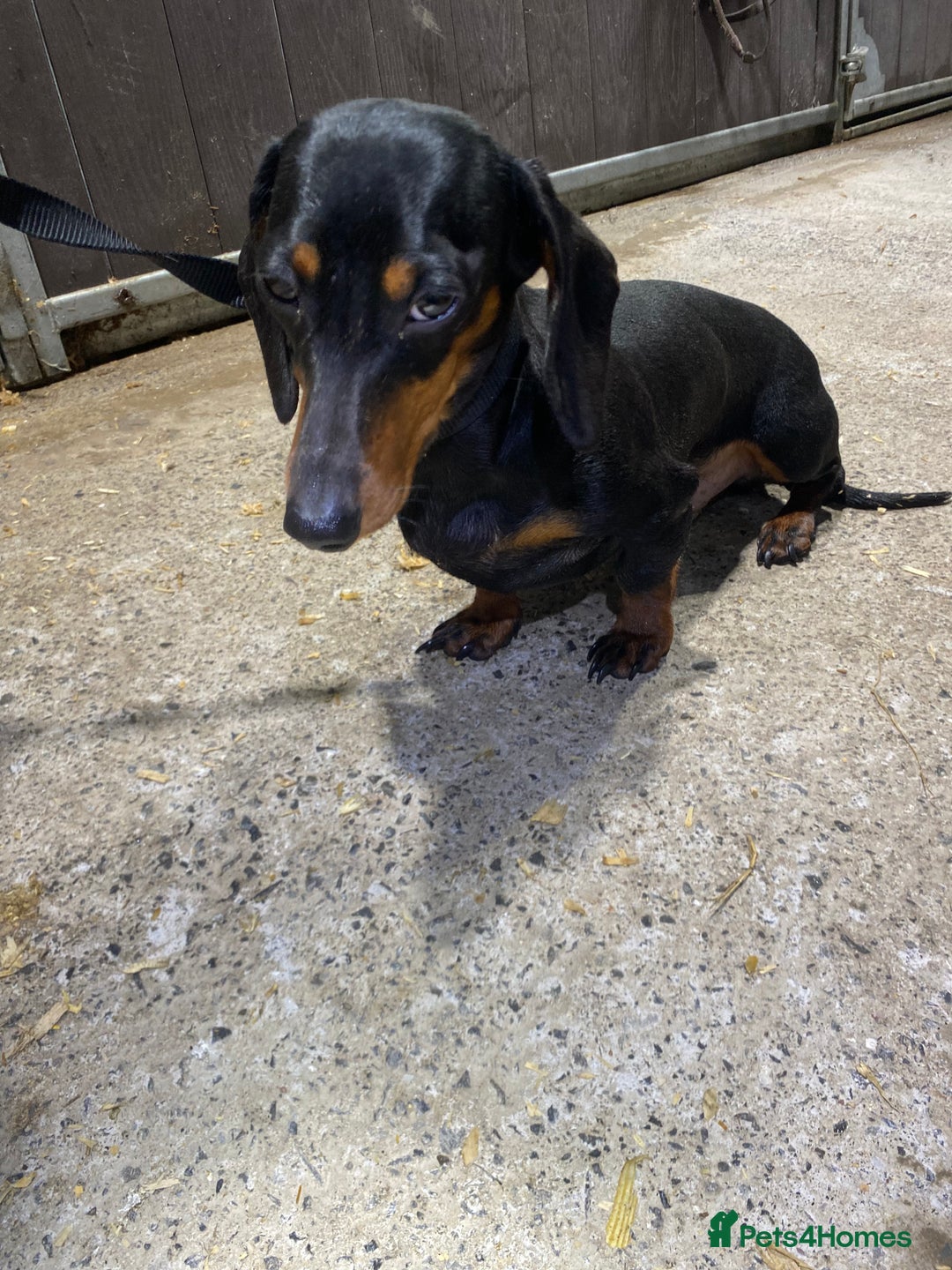 Miniature Dachshund dogs for sale: 1yo Miniature Dachshund - Advert 14