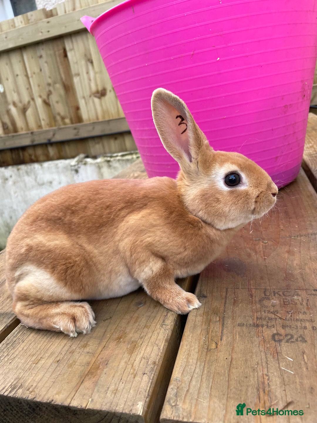 Rex rabbits for sale: 💖 9 week old mini Rex ready to leave 💙 - Advert 9
