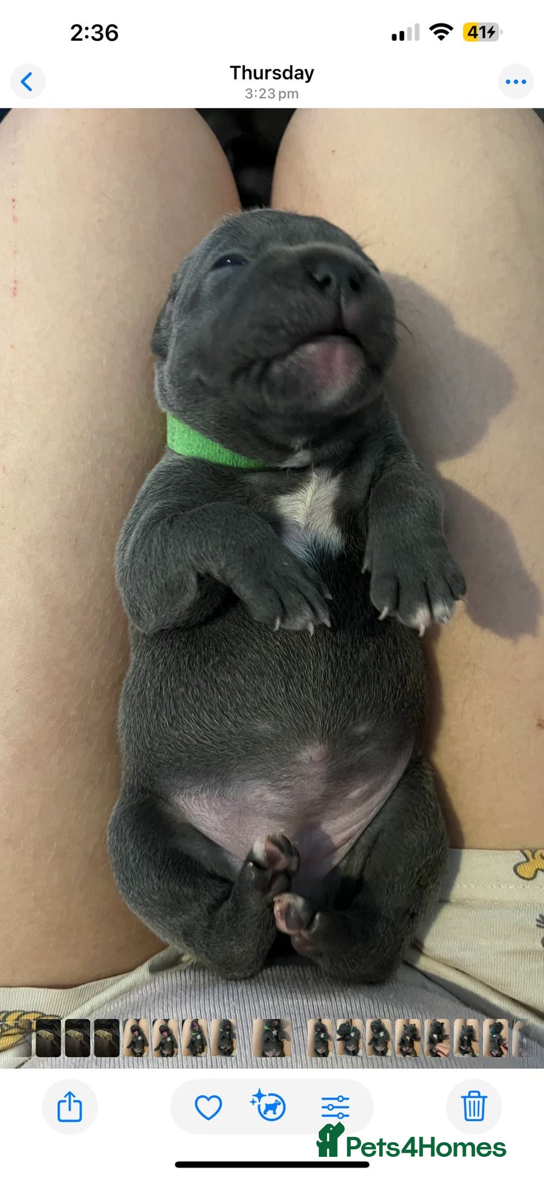 Staffordshire Bull Terrier dogs for sale: Blue Staffordshire bull terrier puppies  - Image 13