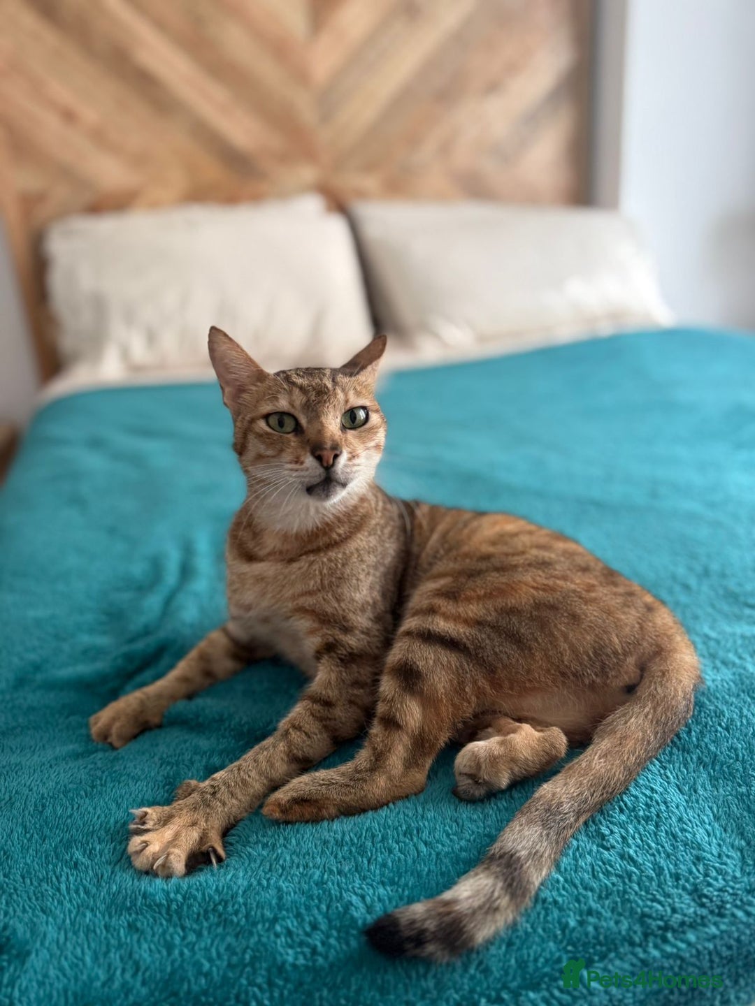 Mixed Breed cats for adoption: CARLA AMAZING RESILIENT FEET MISSING AFFECTIONATE  - Image 3