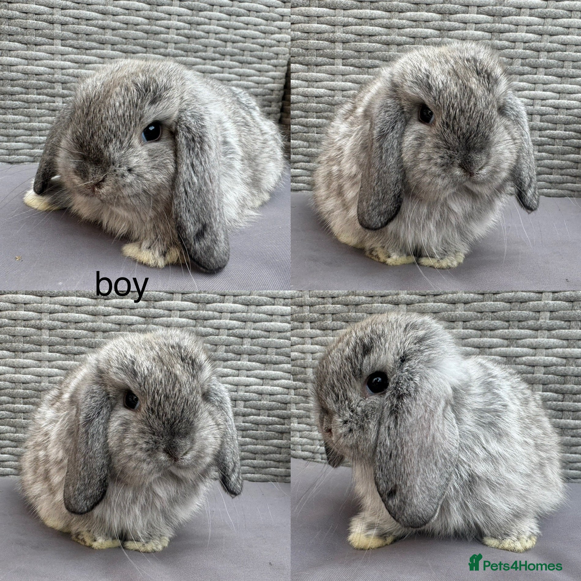 Mini Lop rabbits Pure mini lops - Advert 5