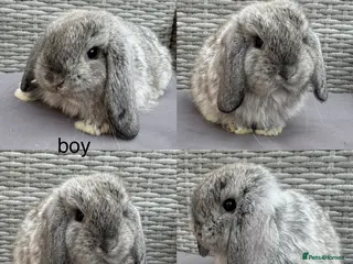 Mini Lop rabbits Pure mini lops - Advert 2