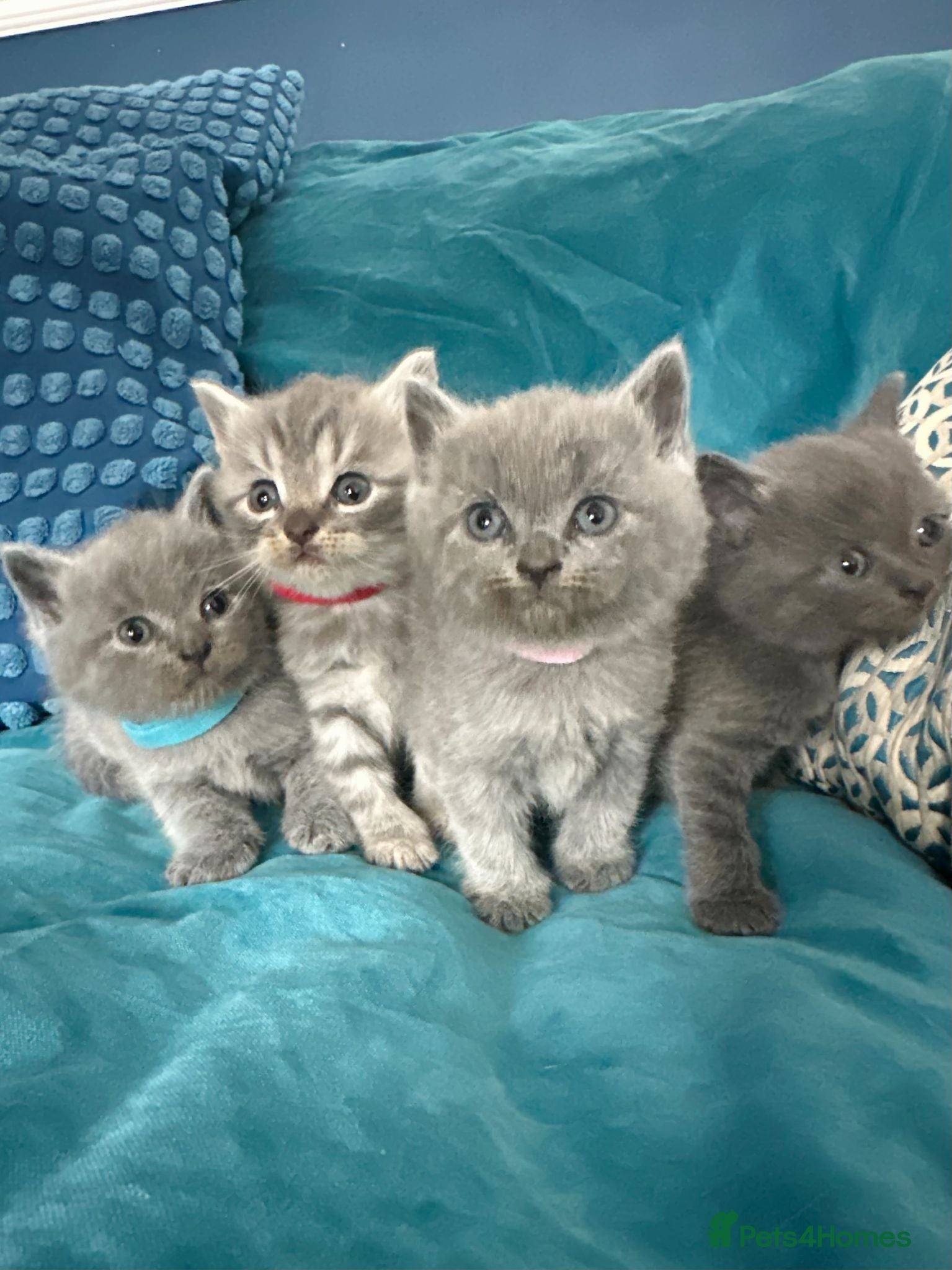 British Shorthair cats Beautiful British Shorthair 2 Boys and 2 Girls - Advert 1