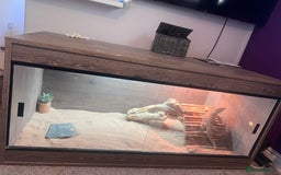 Bearded Dragon reptiles for sale: Bearded Dragon  - Image 5