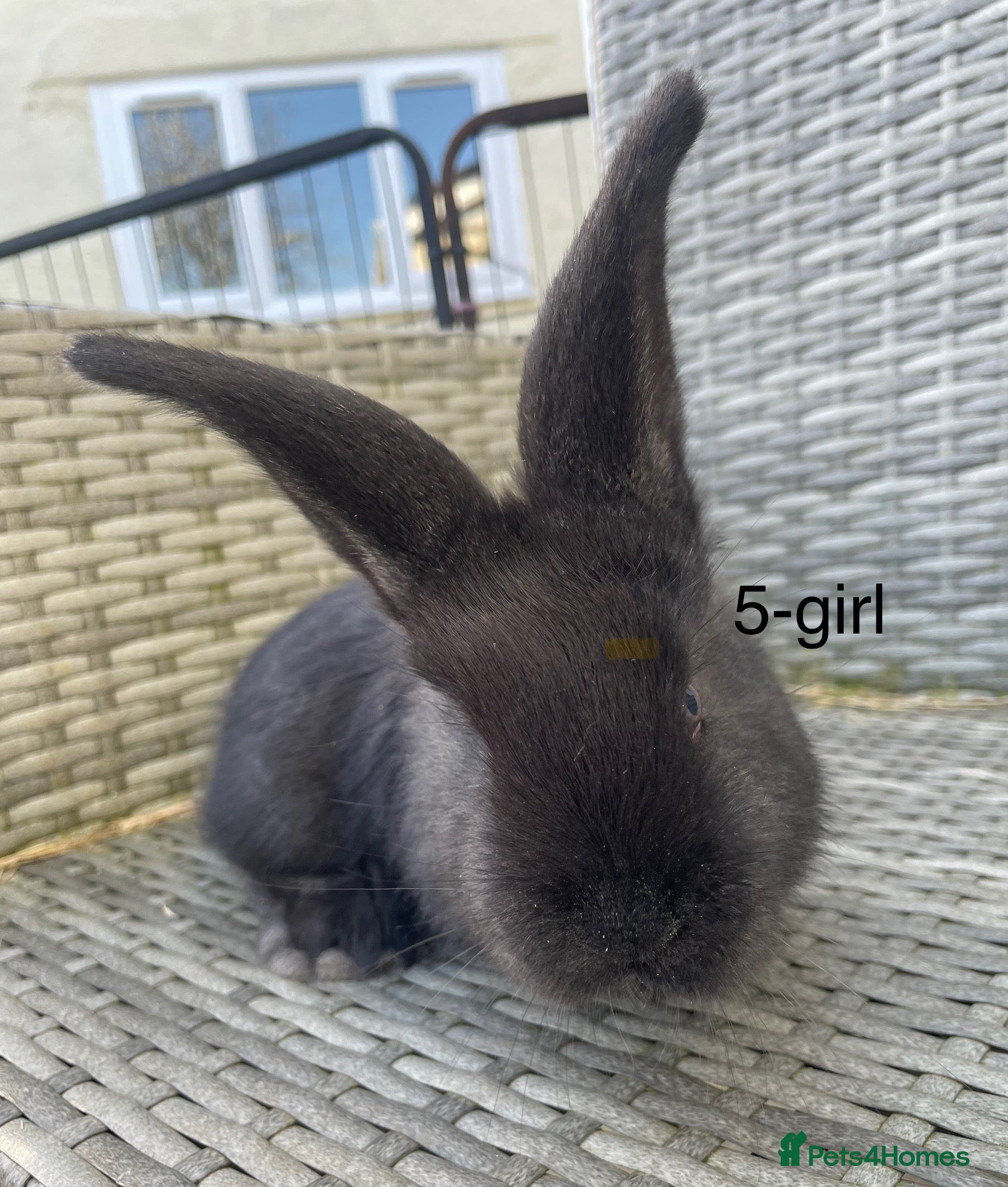 Continental Giant rabbits 💙4 week old pure bred continental giant 💙 - Advert 3