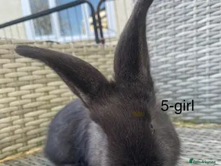 Continental Giant rabbits 💙4 week old pure bred continental giant 💙 - Advert 3