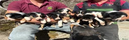 Border Collie dogs for sale: Working tri coloured collie pups - Advert 1