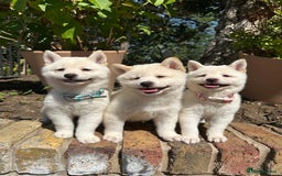 Japanese Shiba Inu dogs for sale: Japanese Shiba Inu puppies - Image 1