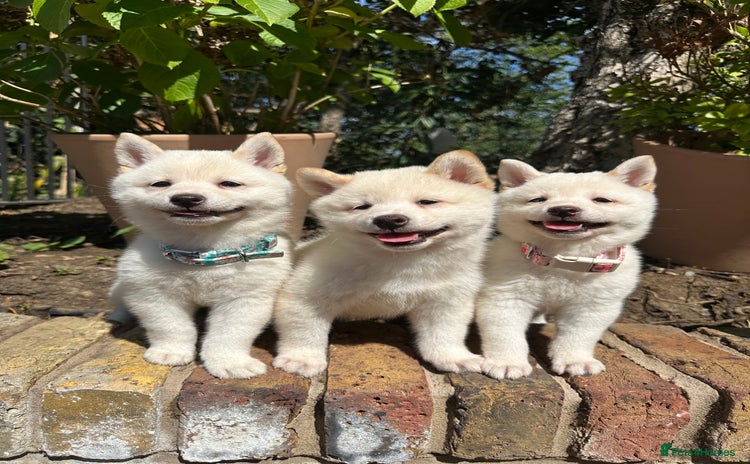 Japanese Shiba Inu dogs - Advert 1