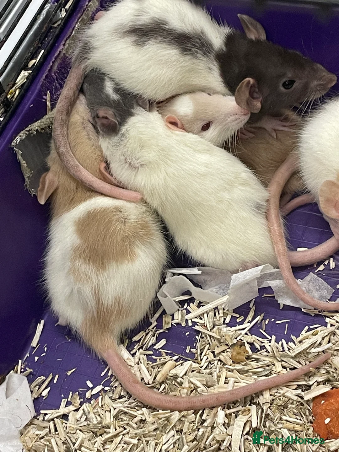 Rat rodents for sale: Baby rats for sale - Advert 12