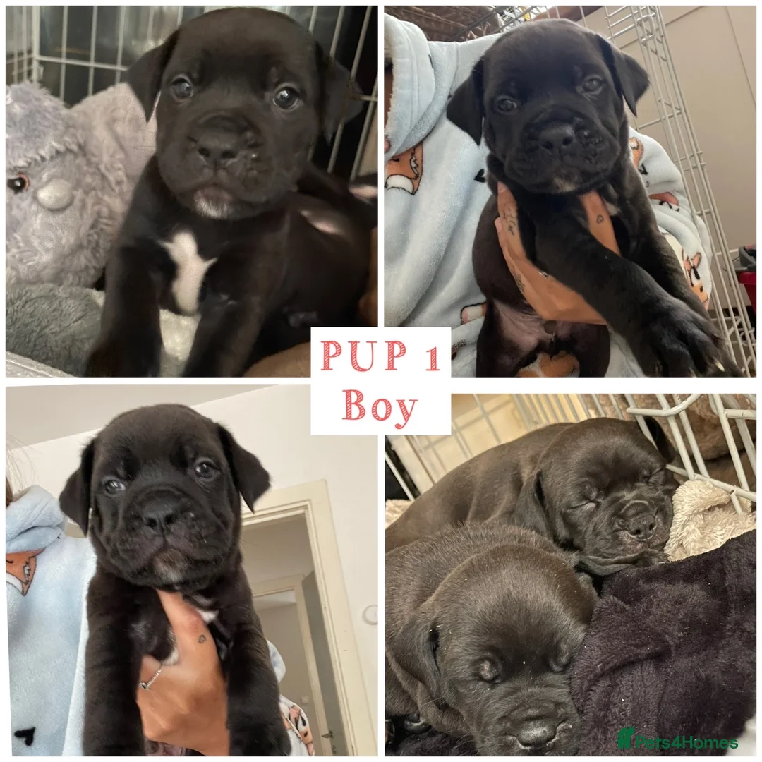 Mixed Breed dogs for sale: Lovely puppy’s looking for a lovely home  - Advert 2