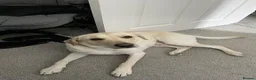 Labrador Retriever dogs for sale: Looking for a New Home for Our Beautiful Girl in Edinburgh - Advert 5