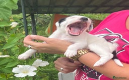 English Setter dogs for adoption: Setter x Pups (Rina's Puppies) - Image 17