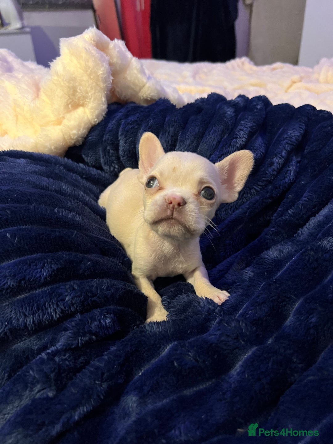 French Bulldog dogs for sale: French bulldog - Advert 6