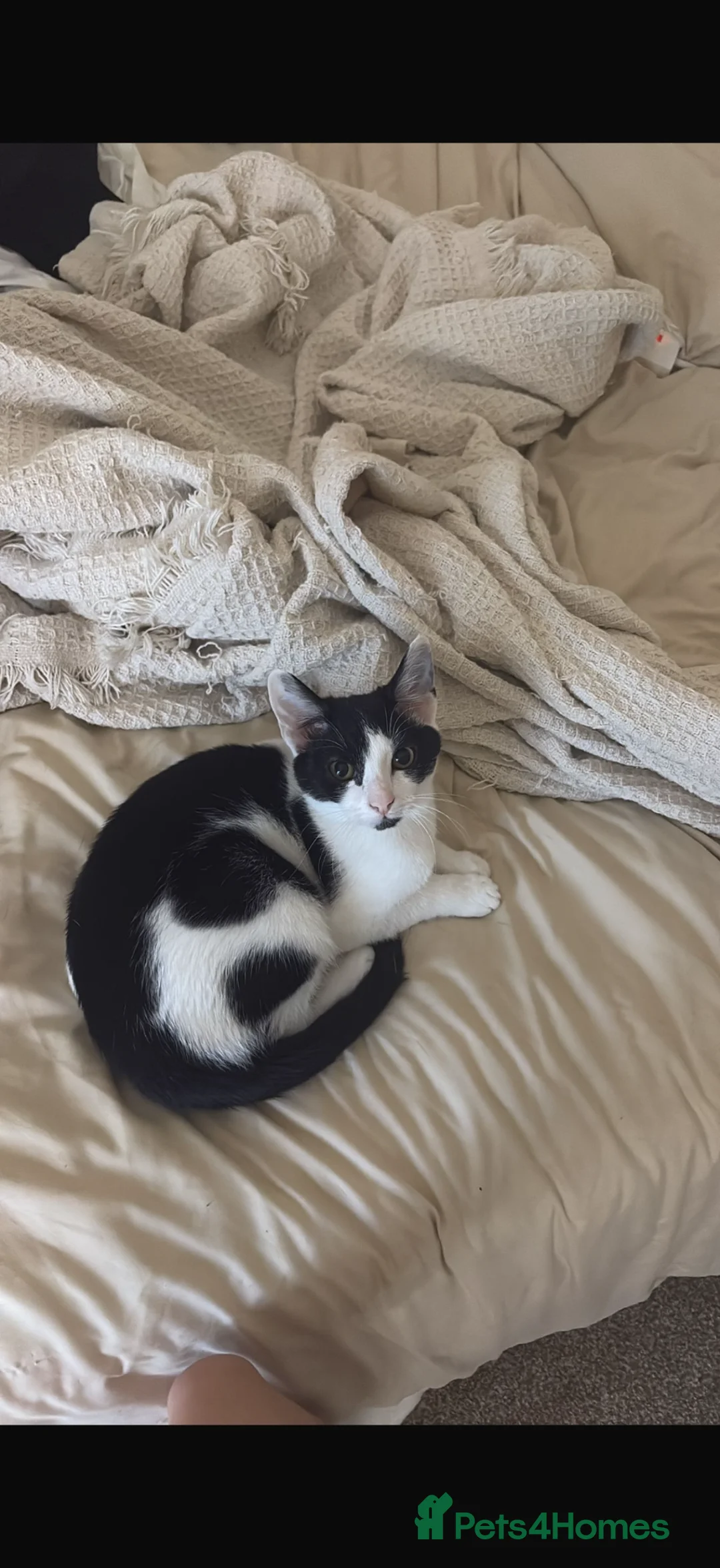 Mixed Breed cats for sale: Female kitten/cat - Advert 2