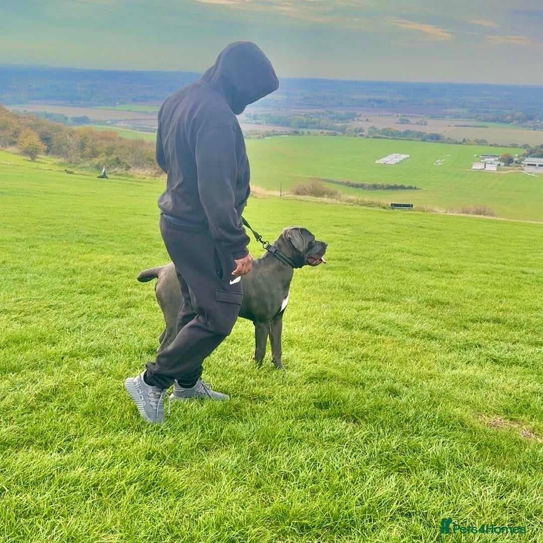 Cane Corso dogs for sale: Cane corso (kylo) - Advert 6