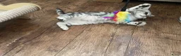 British Shorthair cats for sale: GCCF Classic Silver Tabby Kittens - Advert 3