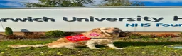 Golden Retriever dogs for sale: Gorgeous Golden Retriever Puppies Raised With Love - Advert 15