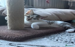 Mixed Breed cats for sale: Adorable Male Kitten Looking for His Forever Home - Image 4