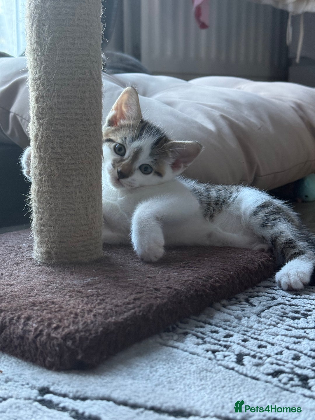Mixed Breed cats for sale: Adorable Male Kitten Looking for His Forever Home - Image 4