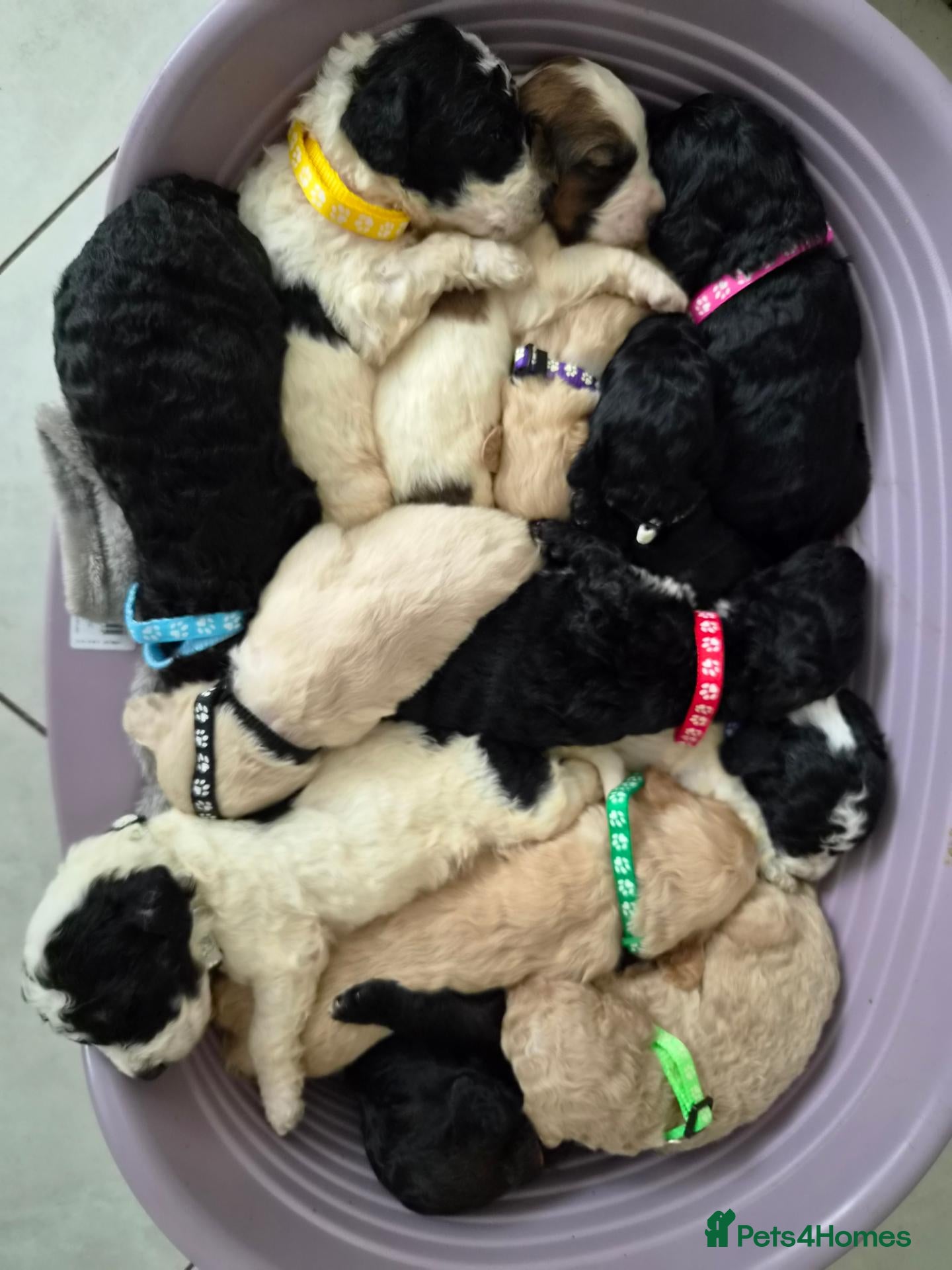 Saint Berdoodle dogs Mini Saint Bernadoodles  - Advert 1