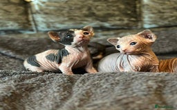 Sphynx cats for sale: 5 Canadian Sphynx kittens available  - Image 5