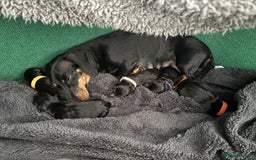 Miniature Dachshund dogs for sale: 5 miniature black & tan smooth haired dachshunds  - Image 4